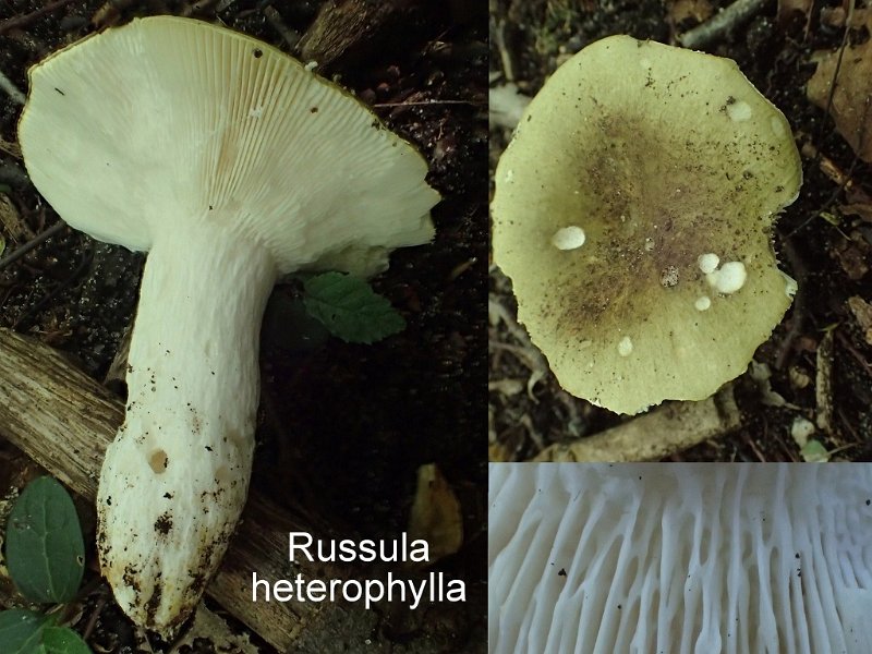 Russula heterophylla-amf1623.jpg - Russula heterophylla ; Syn: Russula furcata var.heterophylla ; Nom français: Russule à lames fourchues